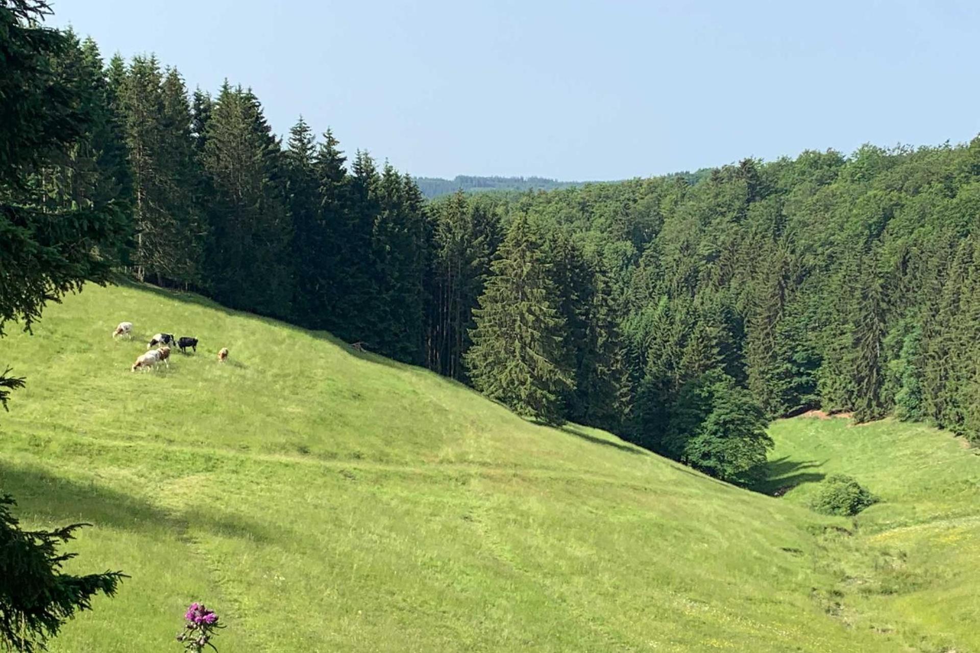 Romantikhuette Neuastenberg Winterberg Dış mekan fotoğraf